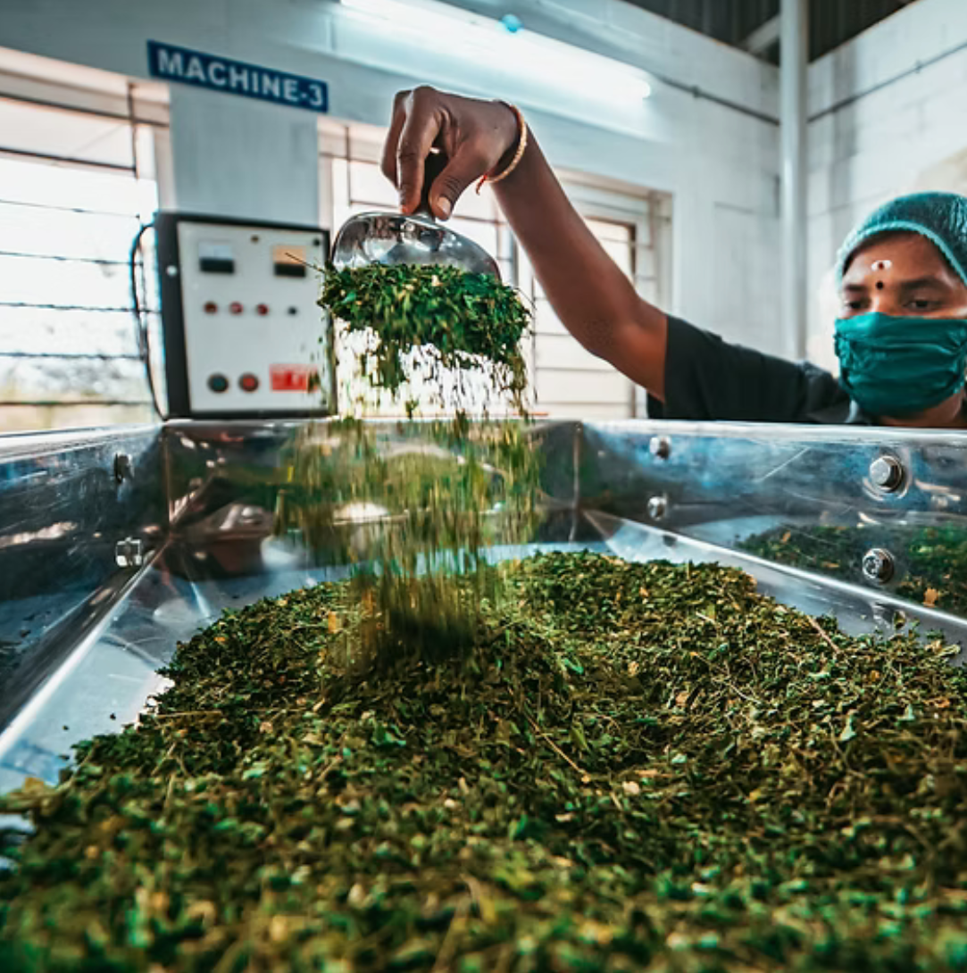 Indian Botanicals Proces